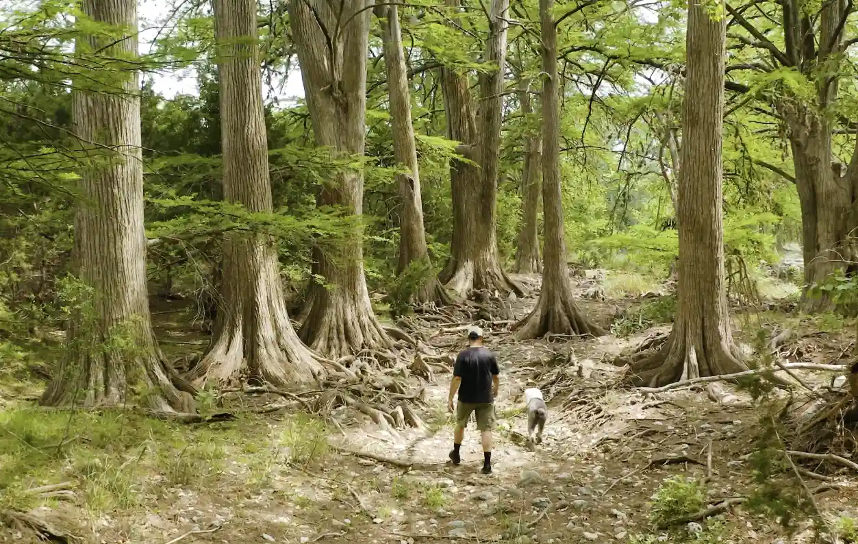 A man hiking through a forest of large trees.